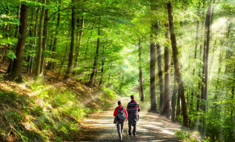 Spaziergang im Wald