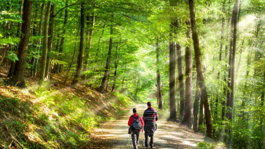 Spaziergang im Wald