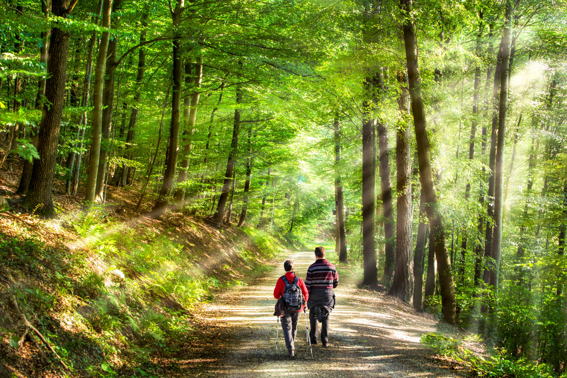 Spaziergang im Wald