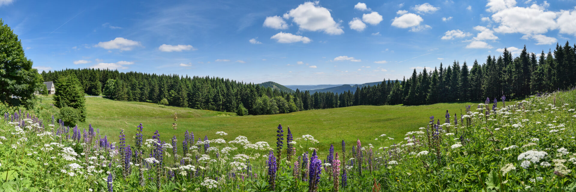 Thüringer Wald im Sommer mit Bergwiese