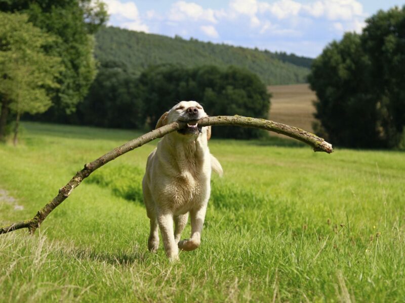 Hund mit Ast