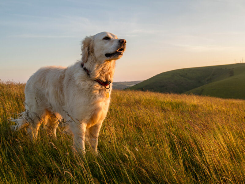 Dog Enjoying Evening Sun Walk Dog Enjoying Evening Sun Walk