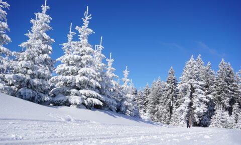 skiing-6060431_1280 Skiing_Pixabay