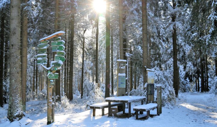 Winter Forest_Pixabay