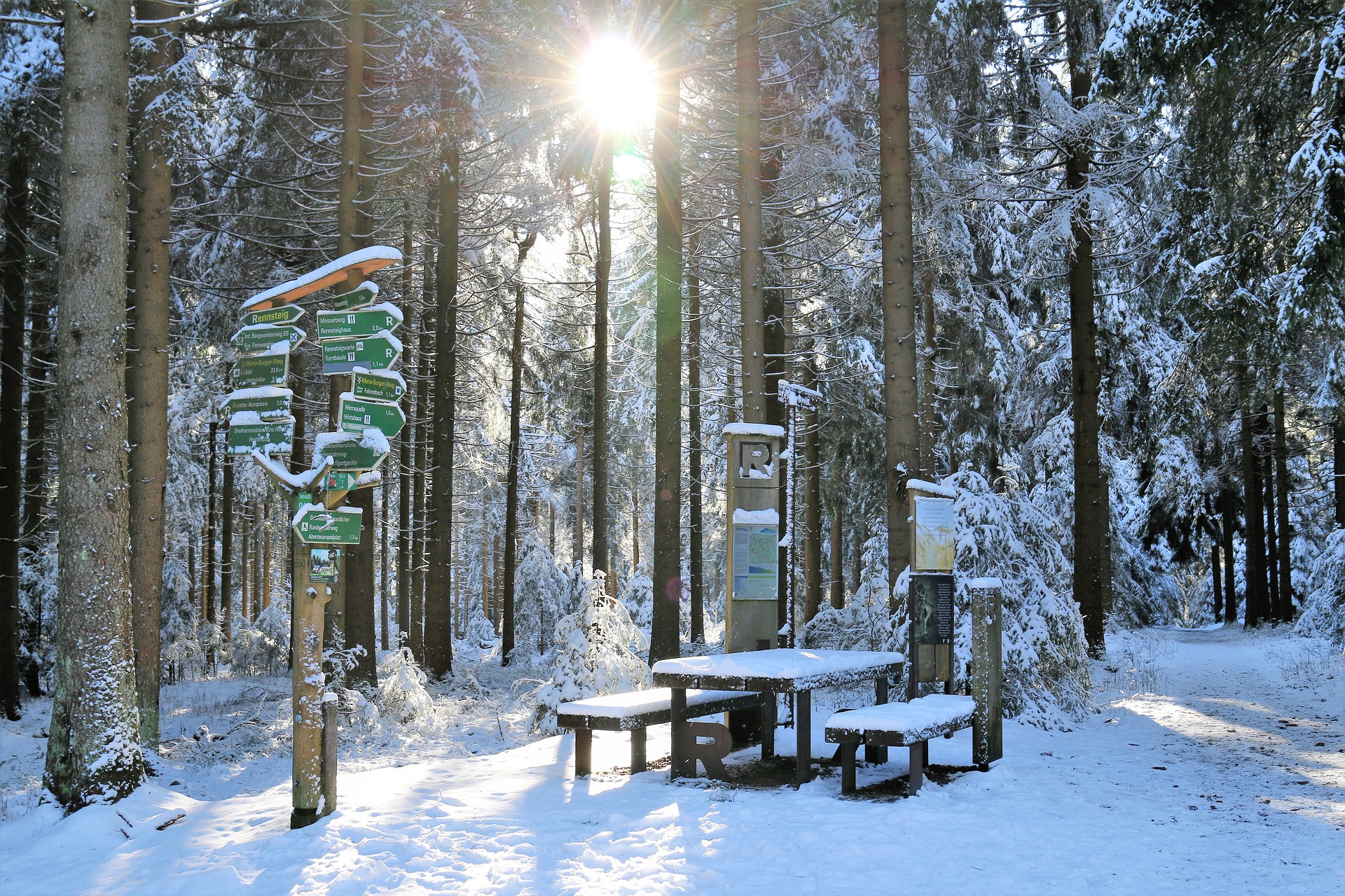Winter Forest_Pixabay
